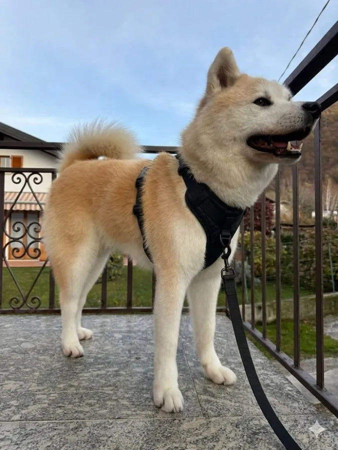Chien équipé du harnais FurLift sur un balcon