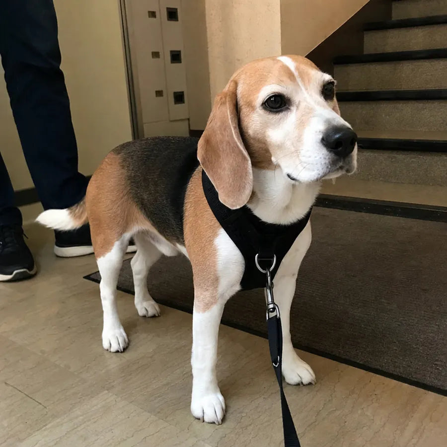 Beagle équipé du harnais FurLift dans les escaliers