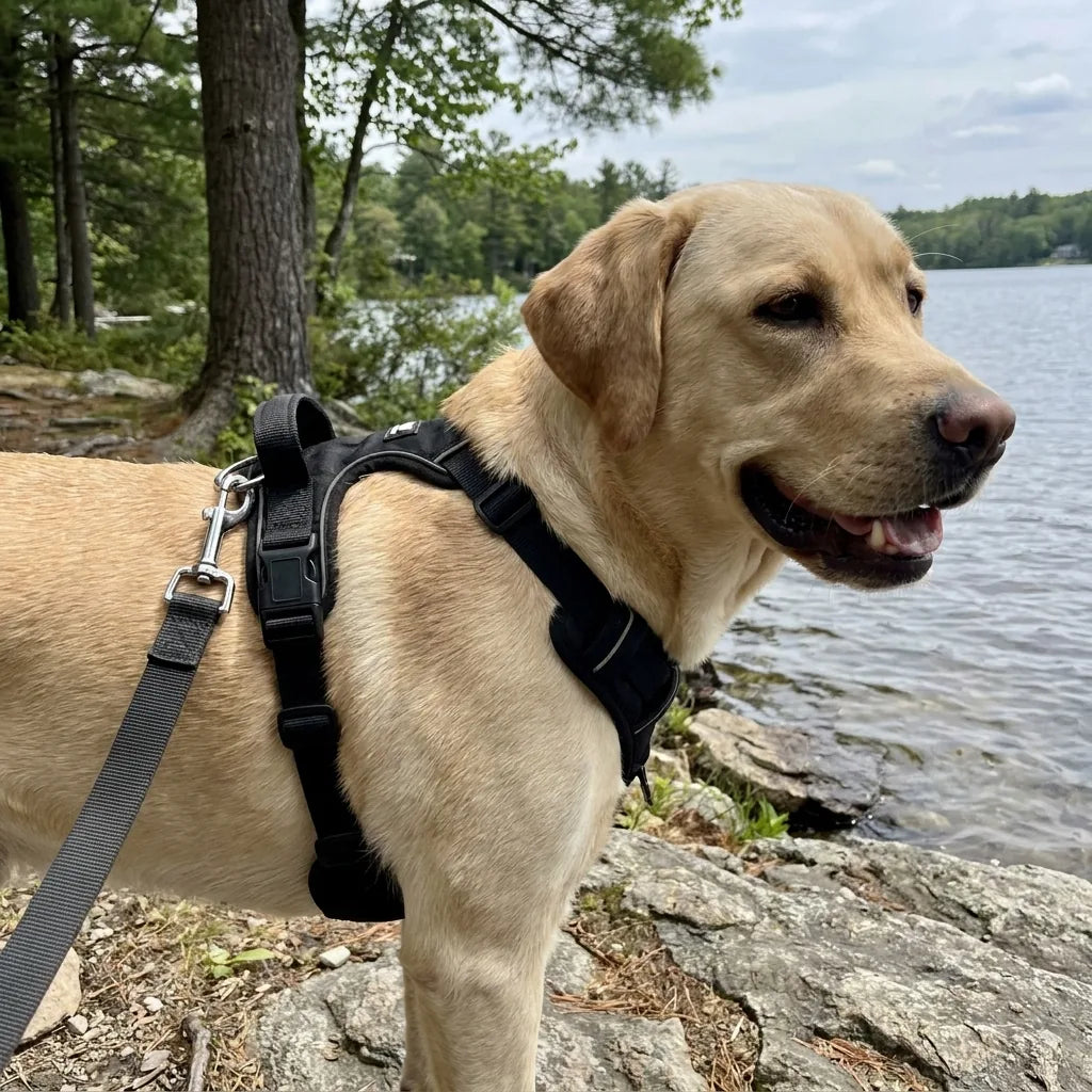 Labrador équipé du harnais FurLift au bord de l’eau