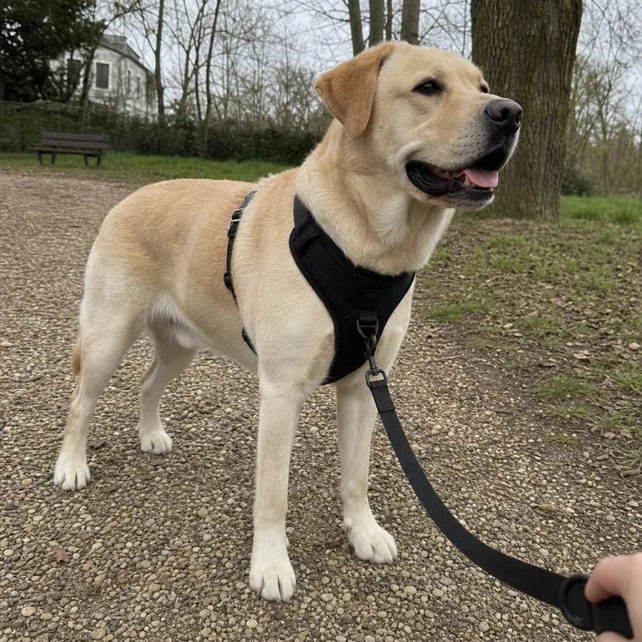 Labrador avec harnais Woufie dans un parc